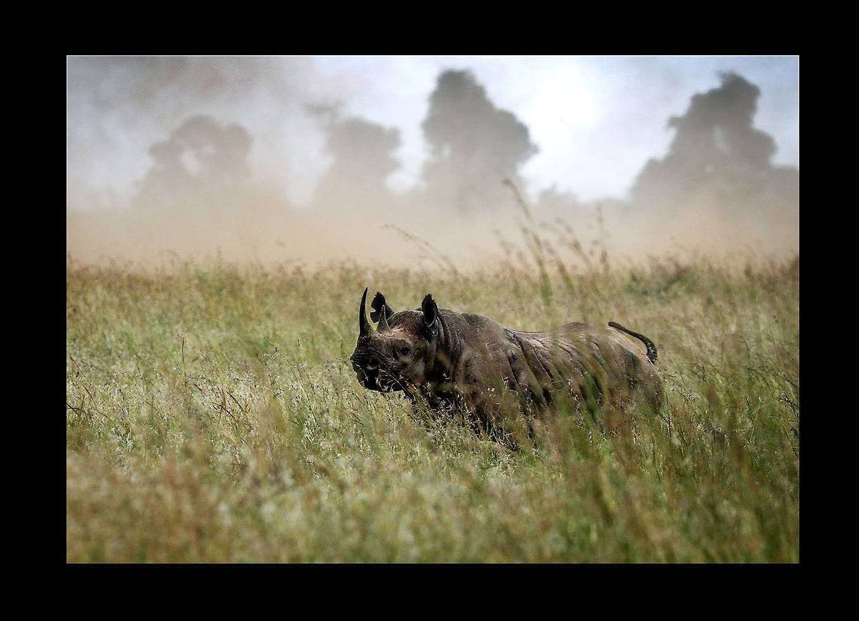 El gobierno de Kenia ha comenzado a trasladar a los 14 rinocerontes negros de los parques nacionales de Nairobi al santuario de rinocerontes de Tsavo, a unos 200 kilómetros. La actuación tiene como objeto crear más espacio para la cría y la seguridad de estos animales, cuyo número ha disminuido un 90% en las últimas tres décadas como consecuencia de la caza furtiva. La población actual de esta especie en Kenia se sitúa en 745 ejemplares. La nueva estrategia prevé lograr un crecimiento del 5% para alcanzar 830 ejemplares en 2021. Pero hay quien dice que este traslado obedece a la realización de un proyecto para construir líneas ferroviarias que atravesarán su hábitat actual.