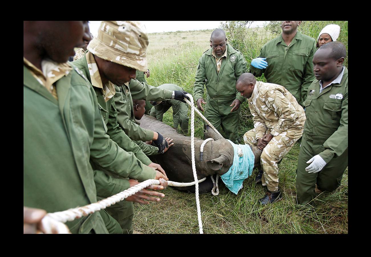 El gobierno de Kenia ha comenzado a trasladar a los 14 rinocerontes negros de los parques nacionales de Nairobi al santuario de rinocerontes de Tsavo, a unos 200 kilómetros. La actuación tiene como objeto crear más espacio para la cría y la seguridad de estos animales, cuyo número ha disminuido un 90% en las últimas tres décadas como consecuencia de la caza furtiva. La población actual de esta especie en Kenia se sitúa en 745 ejemplares. La nueva estrategia prevé lograr un crecimiento del 5% para alcanzar 830 ejemplares en 2021. Pero hay quien dice que este traslado obedece a la realización de un proyecto para construir líneas ferroviarias que atravesarán su hábitat actual.