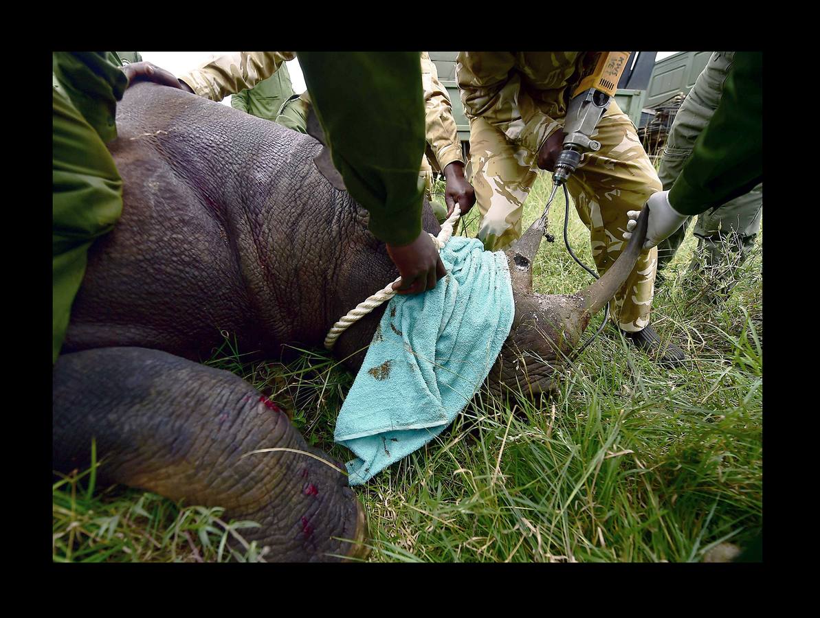 El gobierno de Kenia ha comenzado a trasladar a los 14 rinocerontes negros de los parques nacionales de Nairobi al santuario de rinocerontes de Tsavo, a unos 200 kilómetros. La actuación tiene como objeto crear más espacio para la cría y la seguridad de estos animales, cuyo número ha disminuido un 90% en las últimas tres décadas como consecuencia de la caza furtiva. La población actual de esta especie en Kenia se sitúa en 745 ejemplares. La nueva estrategia prevé lograr un crecimiento del 5% para alcanzar 830 ejemplares en 2021. Pero hay quien dice que este traslado obedece a la realización de un proyecto para construir líneas ferroviarias que atravesarán su hábitat actual.