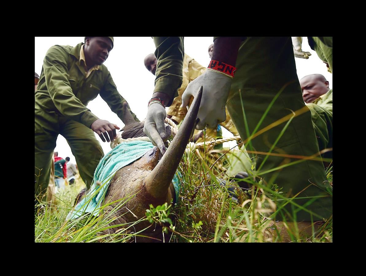 El gobierno de Kenia ha comenzado a trasladar a los 14 rinocerontes negros de los parques nacionales de Nairobi al santuario de rinocerontes de Tsavo, a unos 200 kilómetros. La actuación tiene como objeto crear más espacio para la cría y la seguridad de estos animales, cuyo número ha disminuido un 90% en las últimas tres décadas como consecuencia de la caza furtiva. La población actual de esta especie en Kenia se sitúa en 745 ejemplares. La nueva estrategia prevé lograr un crecimiento del 5% para alcanzar 830 ejemplares en 2021. Pero hay quien dice que este traslado obedece a la realización de un proyecto para construir líneas ferroviarias que atravesarán su hábitat actual.