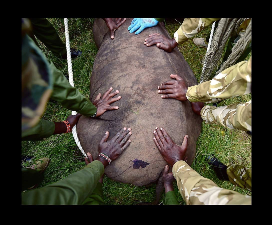 El gobierno de Kenia ha comenzado a trasladar a los 14 rinocerontes negros de los parques nacionales de Nairobi al santuario de rinocerontes de Tsavo, a unos 200 kilómetros. La actuación tiene como objeto crear más espacio para la cría y la seguridad de estos animales, cuyo número ha disminuido un 90% en las últimas tres décadas como consecuencia de la caza furtiva. La población actual de esta especie en Kenia se sitúa en 745 ejemplares. La nueva estrategia prevé lograr un crecimiento del 5% para alcanzar 830 ejemplares en 2021. Pero hay quien dice que este traslado obedece a la realización de un proyecto para construir líneas ferroviarias que atravesarán su hábitat actual.