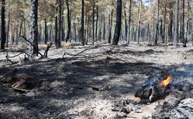 El peor incendio forestal del pasado año, en La Cabrera.