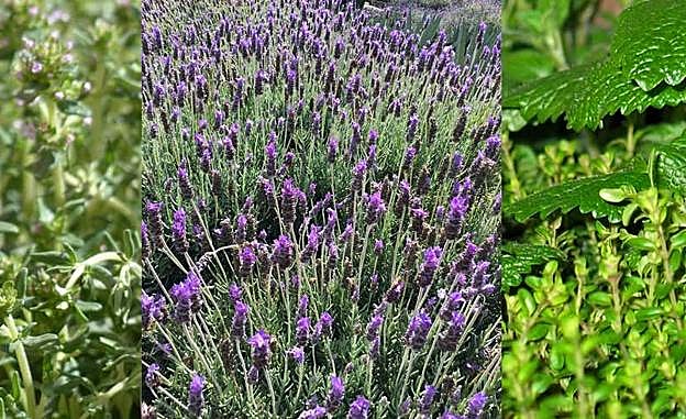 Plantas aromáticas y medicinales.