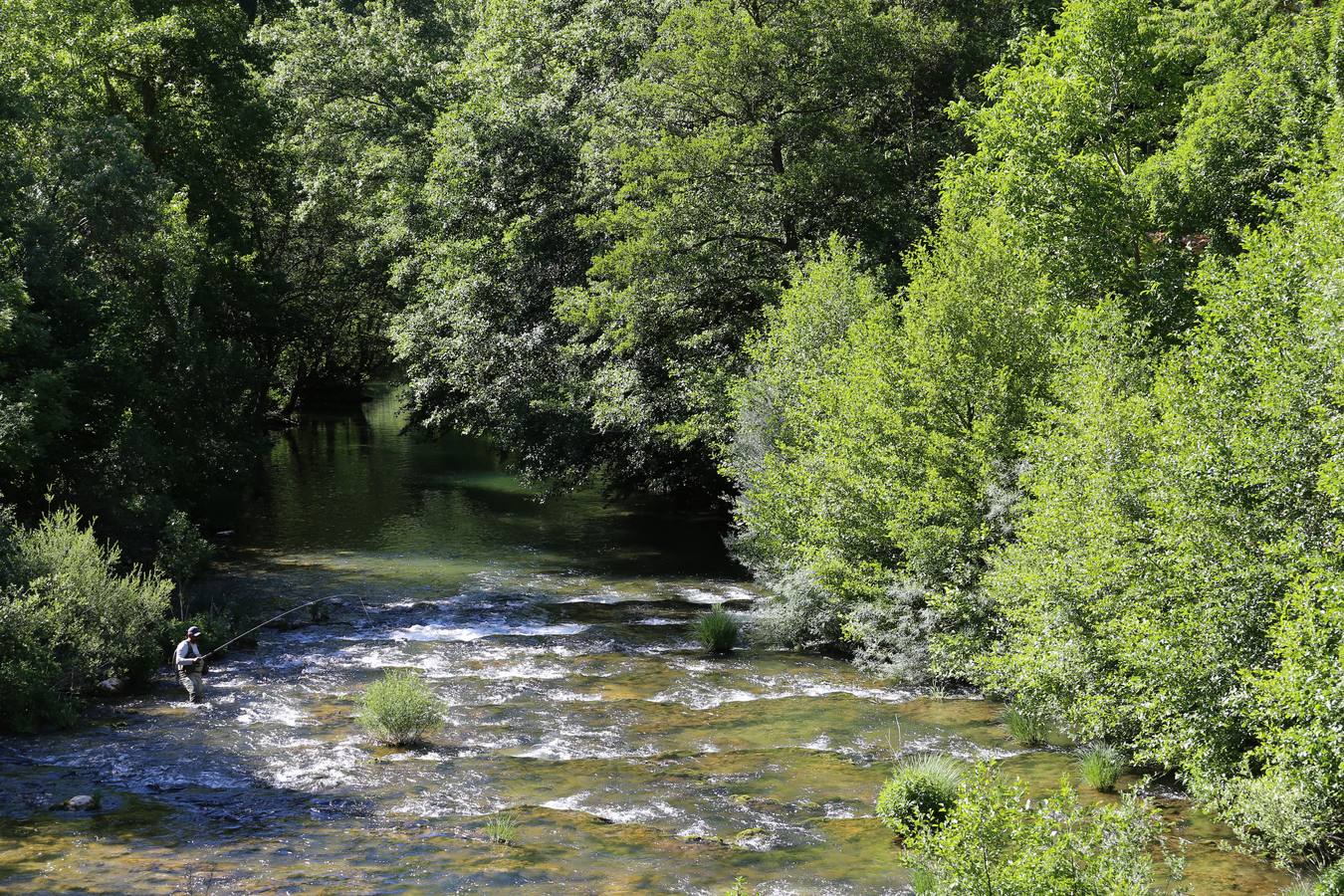 Un pescador en el río Rudrón en Valdelateja.