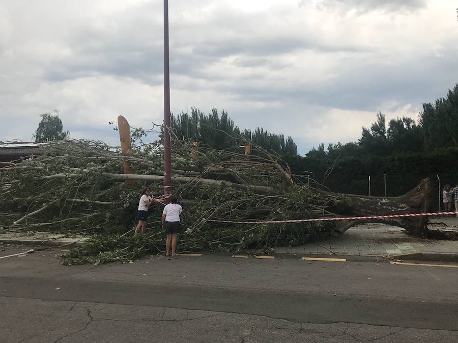 Fotos: Cae un árbol ante Sáenz de Miera