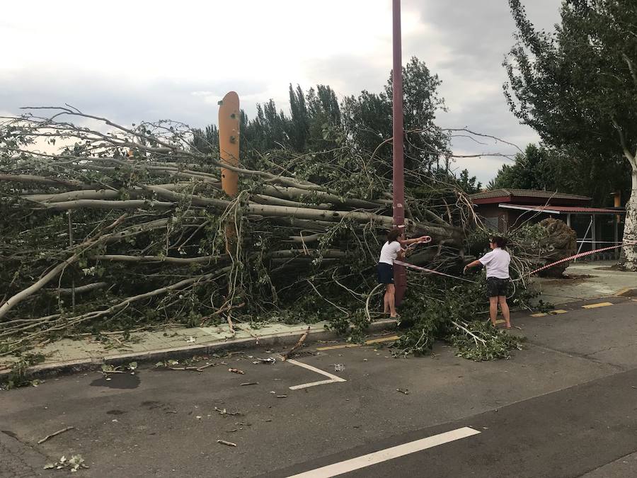 Fotos: Cae un árbol ante Sáenz de Miera