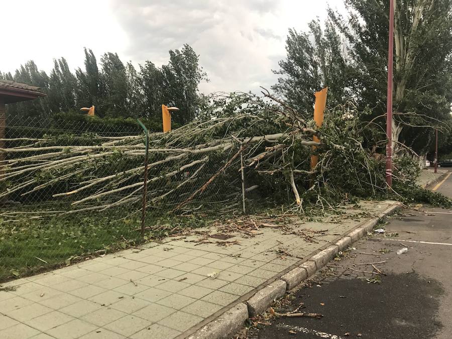 Fotos: Cae un árbol ante Sáenz de Miera