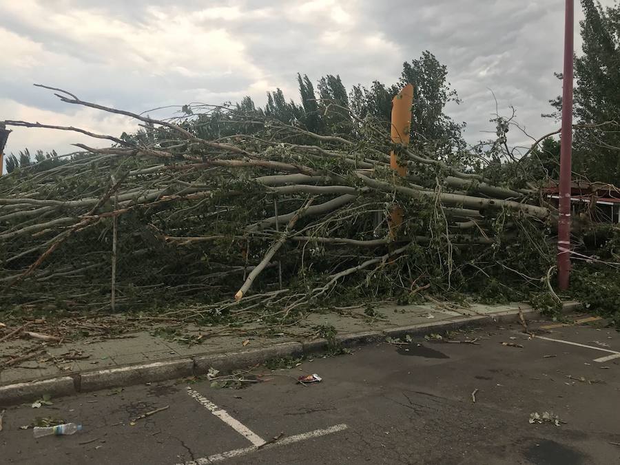 Fotos: Cae un árbol ante Sáenz de Miera