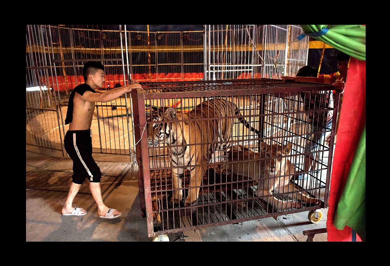 Utilizar animales salvajes en espectáculos circenses es objeto de críticas crecientes en todo el mundo y algunos países prohíben esta práctica. Para la «Compañía del Circo de la Nación Próspera de China» las fieras siguen siendo una gran atracción: «Mucha gente vive en ciudades donde es difícil contemplar la naturaleza y nosotros se la traemos,» dice Li Weisheng, gerente del circo, un espectáculo de gran tradición en el país, con algunas de las leyes de derechos de los animales más laxas del mundo. Pero las fieras de este circo, dos leones, un oso negro y un tigre, pasan la mayor parte del tiempo encerradas en diminutas jaulas metálicas bajo una carpa.