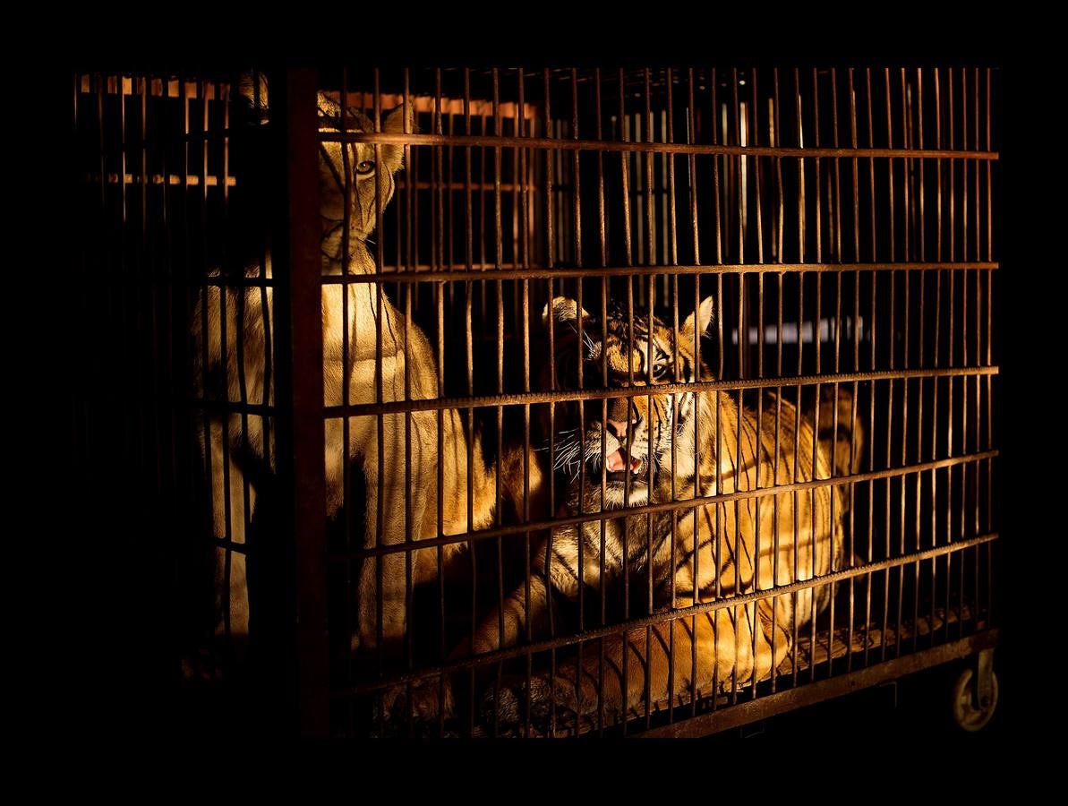 Utilizar animales salvajes en espectáculos circenses es objeto de críticas crecientes en todo el mundo y algunos países prohíben esta práctica. Para la «Compañía del Circo de la Nación Próspera de China» las fieras siguen siendo una gran atracción: «Mucha gente vive en ciudades donde es difícil contemplar la naturaleza y nosotros se la traemos,» dice Li Weisheng, gerente del circo, un espectáculo de gran tradición en el país, con algunas de las leyes de derechos de los animales más laxas del mundo. Pero las fieras de este circo, dos leones, un oso negro y un tigre, pasan la mayor parte del tiempo encerradas en diminutas jaulas metálicas bajo una carpa.