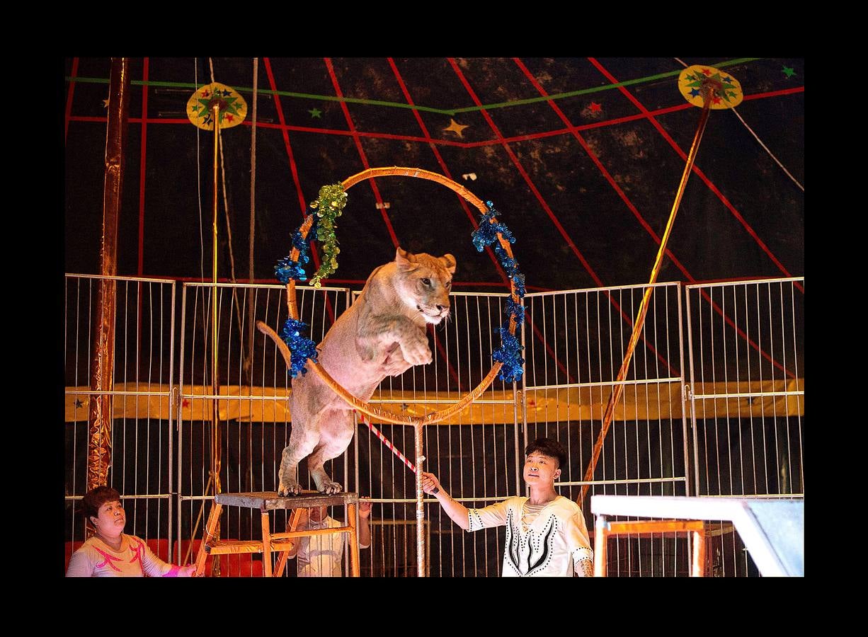 Utilizar animales salvajes en espectáculos circenses es objeto de críticas crecientes en todo el mundo y algunos países prohíben esta práctica. Para la «Compañía del Circo de la Nación Próspera de China» las fieras siguen siendo una gran atracción: «Mucha gente vive en ciudades donde es difícil contemplar la naturaleza y nosotros se la traemos,» dice Li Weisheng, gerente del circo, un espectáculo de gran tradición en el país, con algunas de las leyes de derechos de los animales más laxas del mundo. Pero las fieras de este circo, dos leones, un oso negro y un tigre, pasan la mayor parte del tiempo encerradas en diminutas jaulas metálicas bajo una carpa.