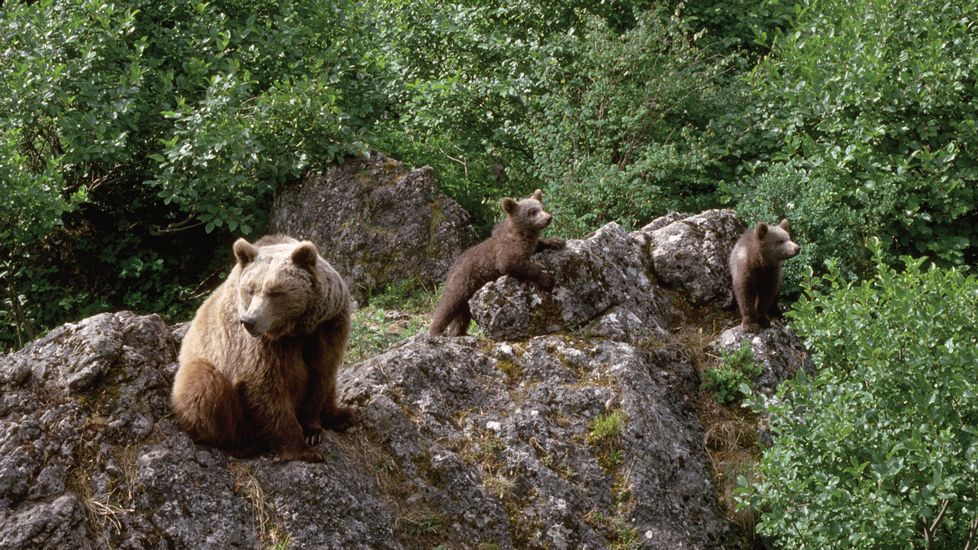 Fotos: Ejemplares de osos pardos en León