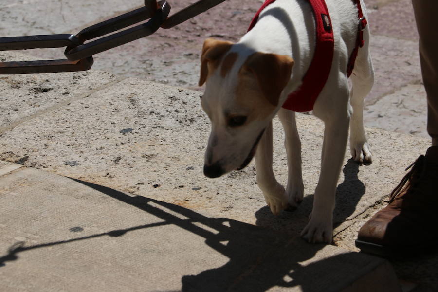 Fotos: Pipper ya pisa el suelo de León