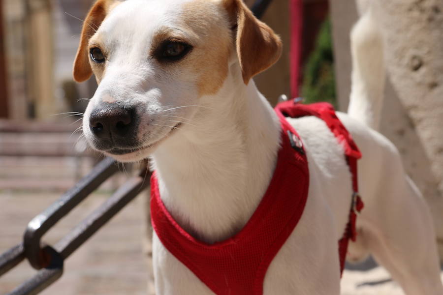 Fotos: Pipper ya pisa el suelo de León