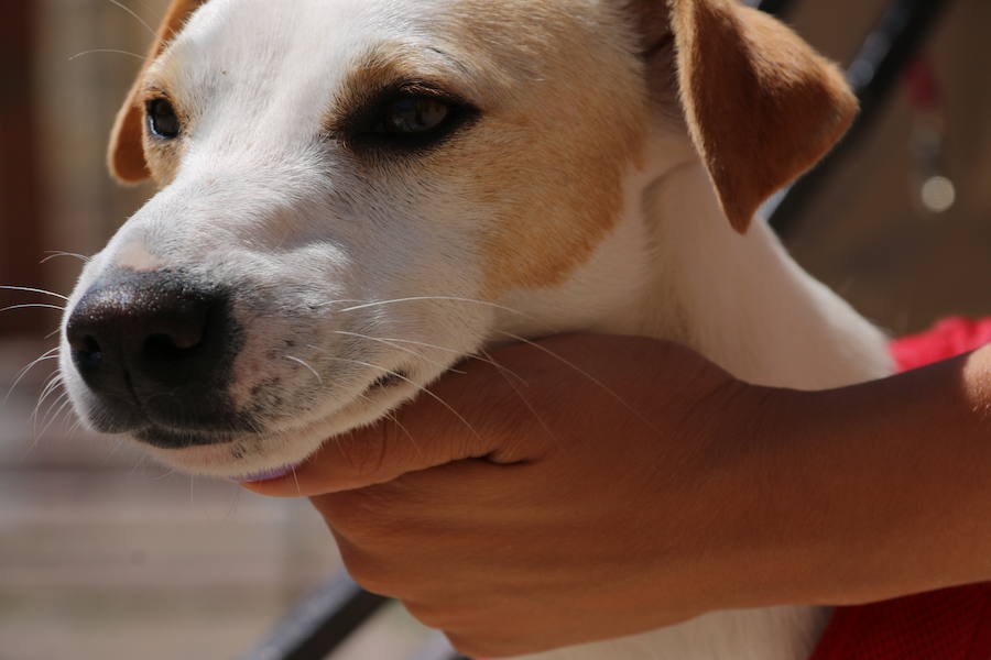 Fotos: Pipper ya pisa el suelo de León