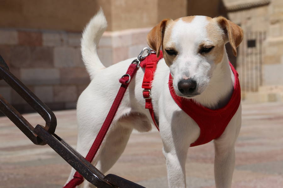 Fotos: Pipper ya pisa el suelo de León