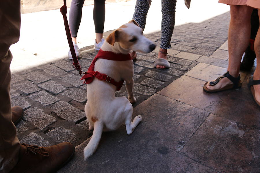 Fotos: Pipper ya pisa el suelo de León