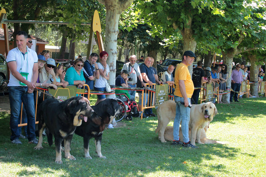 Fotos: Concurso de Mastín Español en Veguellina de Órbigo