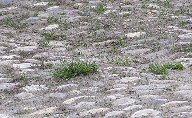 Ecologistas en Acción de León piden el acta de recepción de las obras de la Plaza del Grano