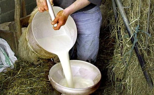 1.300 explotaciones de ovino de leche de la región han cerrado en los últimos 10 años