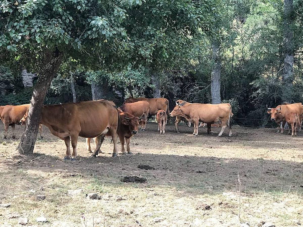 Fotos: Las mejores imágenes del Trail Villafeide 2018