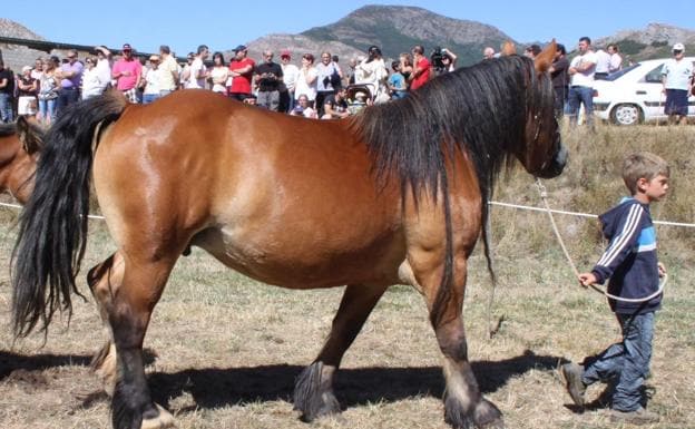 Feria Nacional de Ganado Equipo Hispano-Bretón en San Emiliano de Babia.