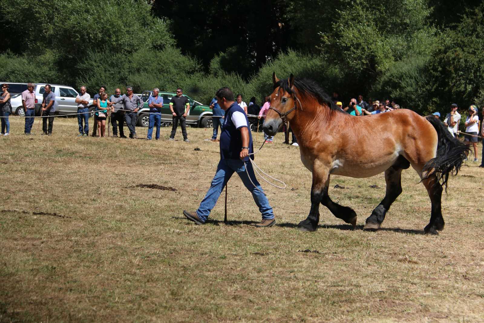 Fotos: Concurso hispano-bretón en San Emiliano de Babia