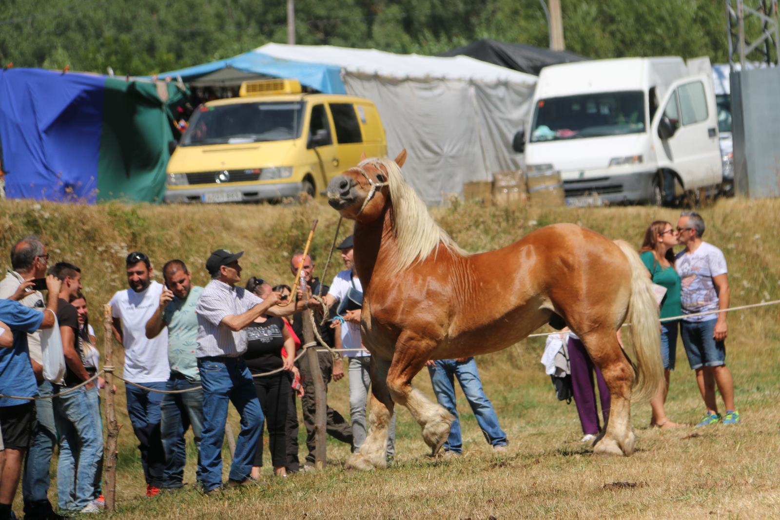 Fotos: Concurso hispano-bretón en San Emiliano de Babia