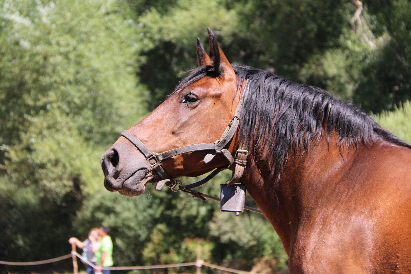 Fotos: Concurso hispano-bretón en San Emiliano de Babia