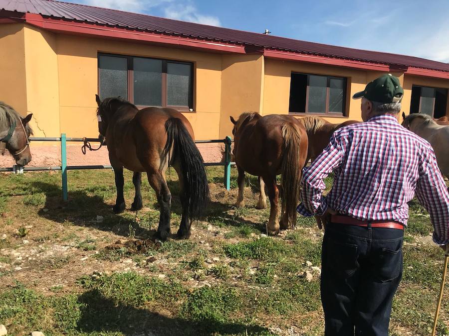 Fotos: La ganadería se vive en Puebla de Lillo