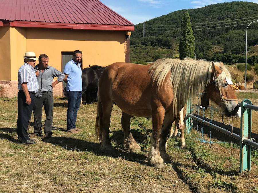 Fotos: La ganadería se vive en Puebla de Lillo