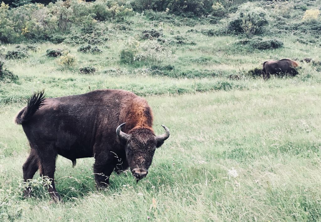 El bisonte en la Reserva de Anciles en Riaño. 