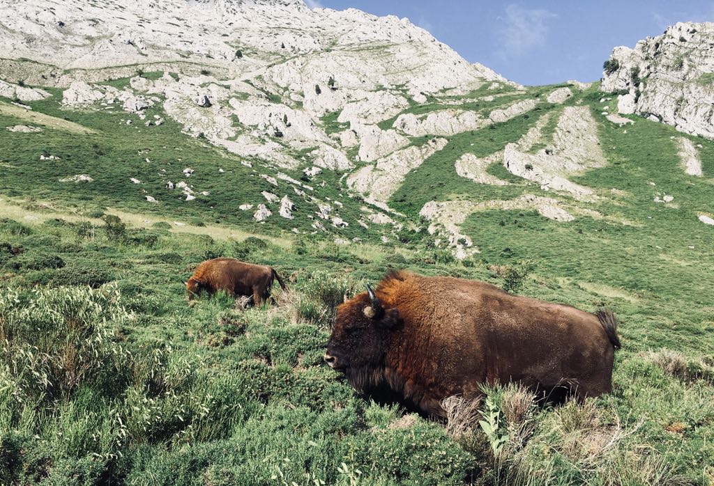 El bisonte en la Reserva de Anciles en Riaño. 