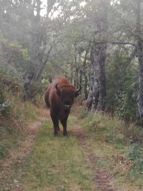 El bisonte en un camino de la localidad de Adrade (Boñar)