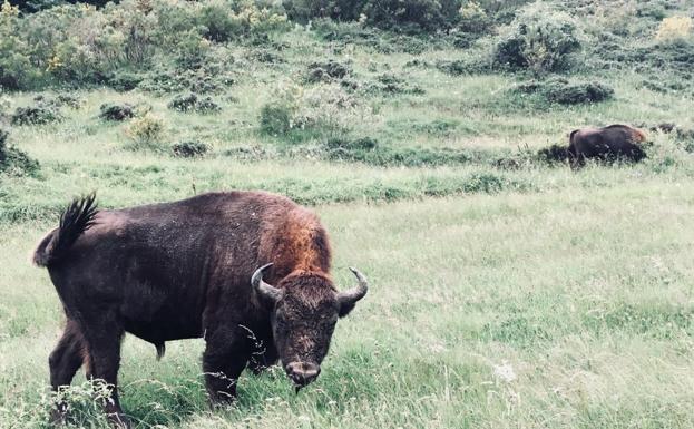 Barlog, en la Reserva de Anciles de Riaño. 