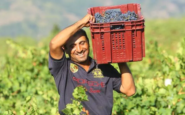 Primeros días de vendimia en la DO Bierzo.