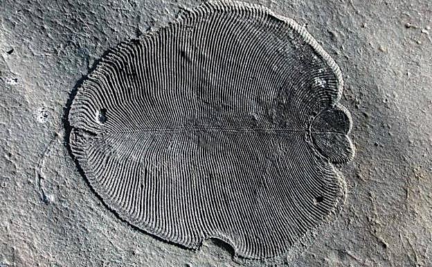 Dickisonia, el animal más antiguo de la Tierra
