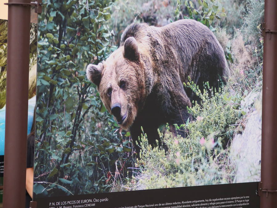 Exposición fotográfica 'Momentos' con motivo del Centenario de Picos de Europa