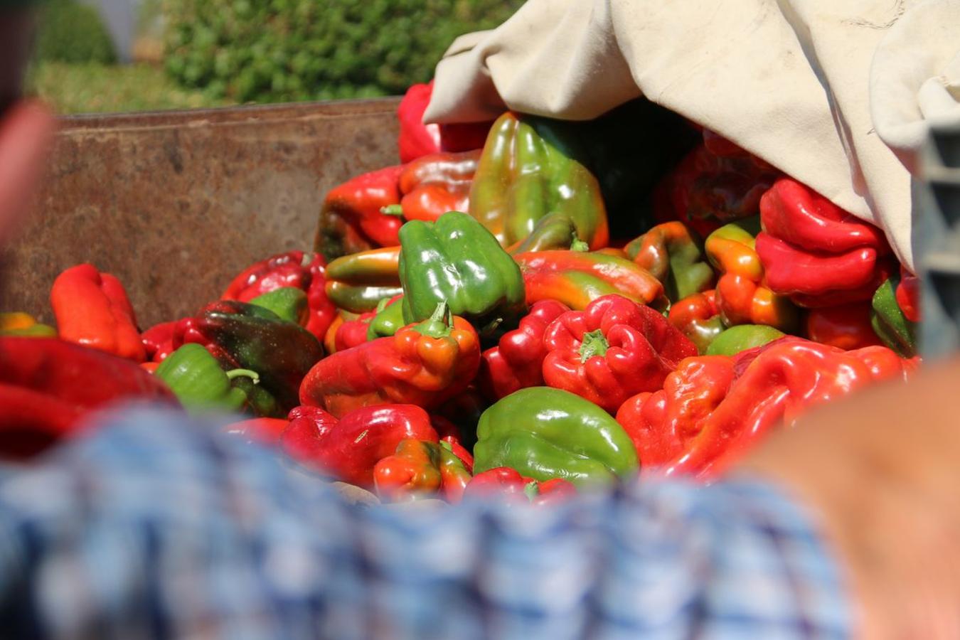 Fotos: El mejor pimiento, el de Fresno