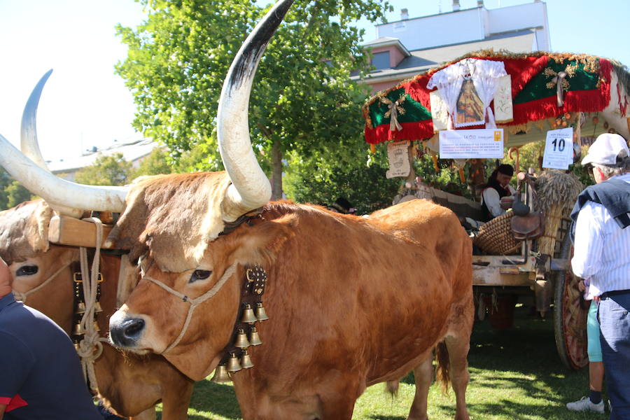 Los pendones leoneses y los carros engalanados exaltan el día de San Froilán en la Virgen del Camino en una muestra del valor y diversidad de las tierras del viejo Reino