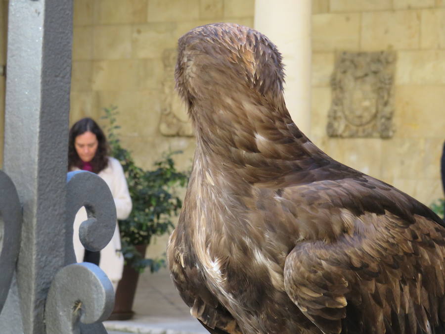 La Diputación de León acogió la presentación de las XXIV Jornadas Internacionales de Cetrería 