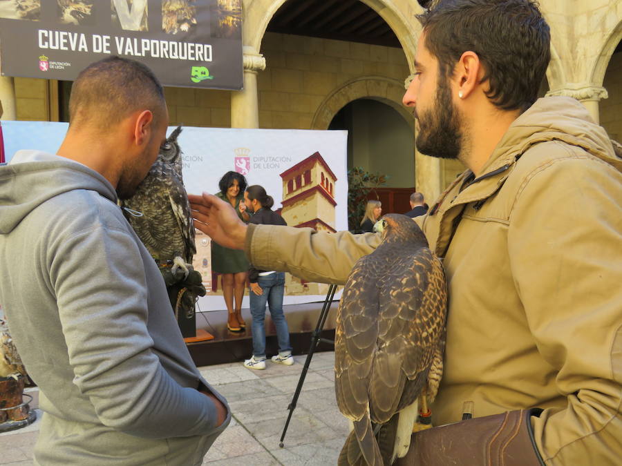 La Diputación de León acogió la presentación de las XXIV Jornadas Internacionales de Cetrería 