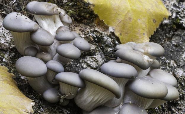 Pleurotus ostreatus.