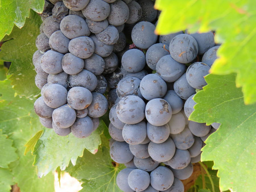 Esta bodega, situada en el El Bierzo, es el fruto del trabajo de una familia que apuesta por la Mencía, uva autóctona, para sacarle su mejor partido, mediante la aplicación de las nuevas técnicas de viticultura 