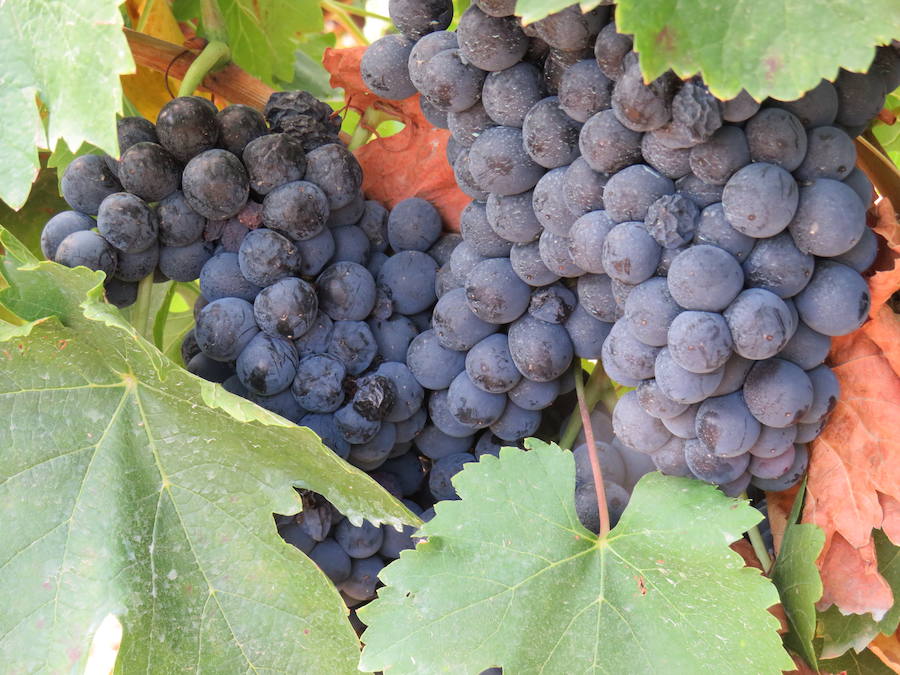 Esta bodega, situada en el El Bierzo, es el fruto del trabajo de una familia que apuesta por la Mencía, uva autóctona, para sacarle su mejor partido, mediante la aplicación de las nuevas técnicas de viticultura 