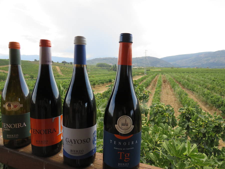 Esta bodega, situada en el El Bierzo, es el fruto del trabajo de una familia que apuesta por la Mencía, uva autóctona, para sacarle su mejor partido, mediante la aplicación de las nuevas técnicas de viticultura 