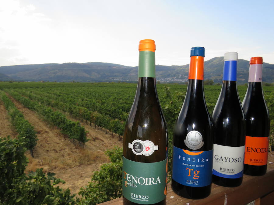 Esta bodega, situada en el El Bierzo, es el fruto del trabajo de una familia que apuesta por la Mencía, uva autóctona, para sacarle su mejor partido, mediante la aplicación de las nuevas técnicas de viticultura 