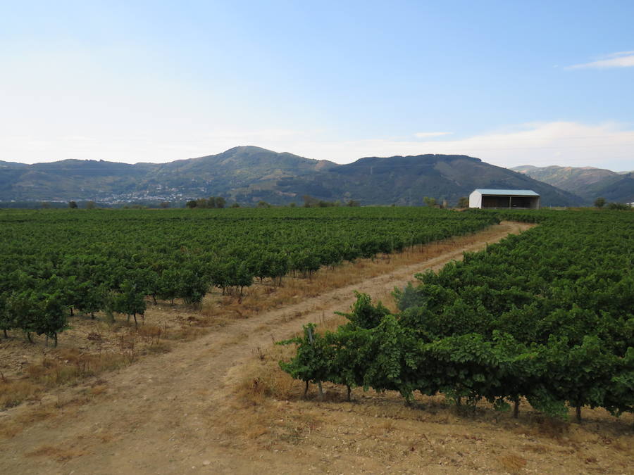 Esta bodega, situada en el El Bierzo, es el fruto del trabajo de una familia que apuesta por la Mencía, uva autóctona, para sacarle su mejor partido, mediante la aplicación de las nuevas técnicas de viticultura 