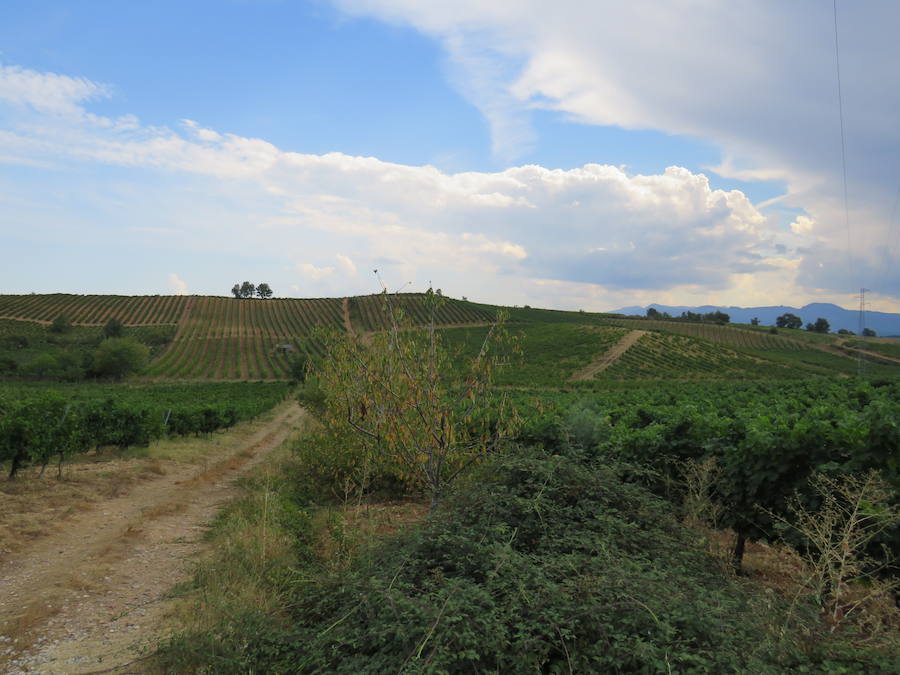 Esta bodega, situada en el El Bierzo, es el fruto del trabajo de una familia que apuesta por la Mencía, uva autóctona, para sacarle su mejor partido, mediante la aplicación de las nuevas técnicas de viticultura 