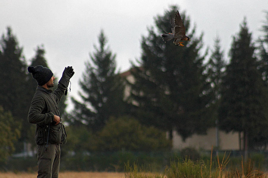 Los campos de vuelo de La Virgen del Camino acogen la celebración de las XXIV Jornadas Internacionales de Cetrería del Norte de España, una ocasión única para ver volar a 130 aves rapaces llegadas desde todos los rincones del planeta